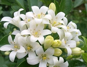  BOUGIES DE SOJA<br>Fabriqué à Montréal