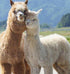 Alpaca Wool  Duvet - Summer - Designed in Canada
