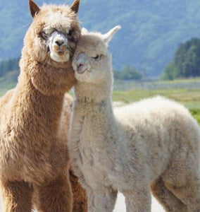 Alpaca Wool Duvet  - 4 Seasons <br> Hand-made  in Peru