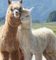 Alpaca Wool Duvet - Hand-made  in Peru